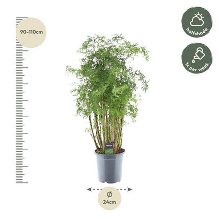 Polyscias Hawaiiana Ming – Fiederaralie – Immergrüne Zimmerpflanze – Elegante Grünpflanze für Wohnzimmer & Büro – ↕90cm – Ø24cm