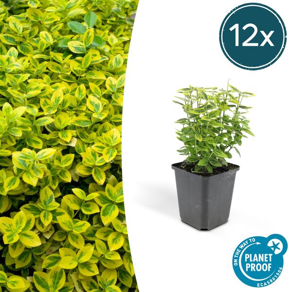 Spindelstrauch Euonymus fortunei 'Emerald 'n Gold' – 12 Pflanzen – ↕10-25cm – Ø9cm – Immergrün – Für Hecken, Beete & Solitär
