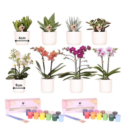 Malset Blumentöpfe bemalen mit Orchideen & Sukkulenten – DIY Kreativset für mindestens 4 Personen – Bastelset für Kinder & Erwachsene