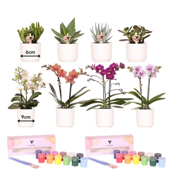 Malset Blumentöpfe bemalen mit Orchideen & Sukkulenten – DIY Kreativset für mindestens 4 Personen – Bastelset für Kinder & Erwachsene