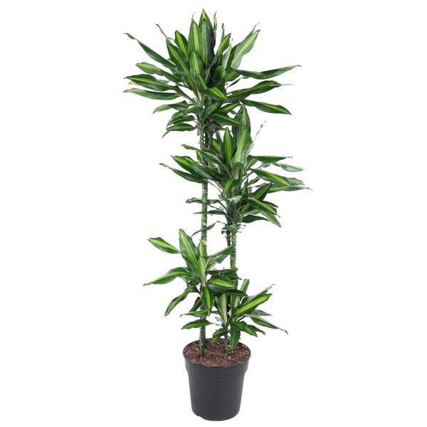 Drachenbaum – Dracaena Cintho 150cm – Ø27cm – Zimmerpflanze mit grünen Blättern & hellgrünem Rand – Tropische pflegeleichte Dekopflanze für Wohnzimmer, Büro & Wintergarten