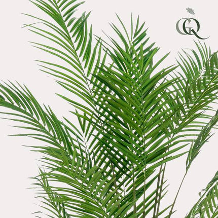 Kunstpflanze Areca Lutescens – Goldpalme – 180cm – Hochwertige künstliche Palme mit naturgetreuen Fiederblättern – Immergrüne Dekopflanze für Wohnzimmer, Büro & Innenräume – Pflegefrei & langlebig