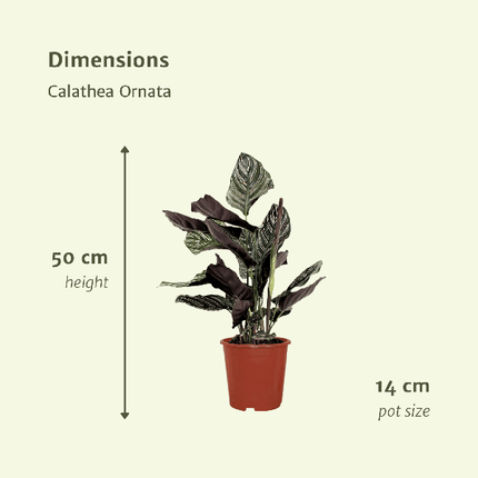Pfauenpflanze – Calathea Ornata – 2 Pflanzen– tropische Zimmerpflanze – Ø14cm – ↕50cm – dekorative Grünpflanze für halbschattige Standorte