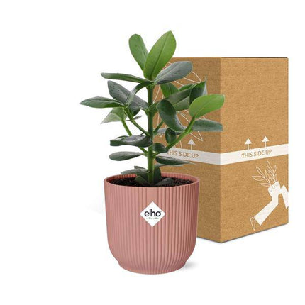 Balsamapfel Clusia Princess – Autogrammbaum – Zimmerpflanze inkl. Ziertopf Vibes Fold Rosa Ø14cm – Dekorative Grünpflanze mit dicken Blättern – Pflegeleicht & luftreinigend – Für Wohnzimmer & Büro