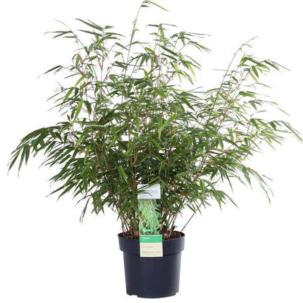 Schirmbambus Fargesia rufa Ø19cm ↕60cm – hochwertiges Produkt für Pflanzen, Garten, Zuhause, Dekoration & moderne Einrichtung