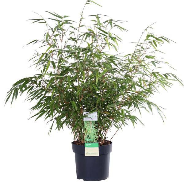 Schirmbambus Fargesia rufa Ø19cm ↕60cm – hochwertiges Produkt für Pflanzen, Garten, Zuhause, Dekoration & moderne Einrichtung