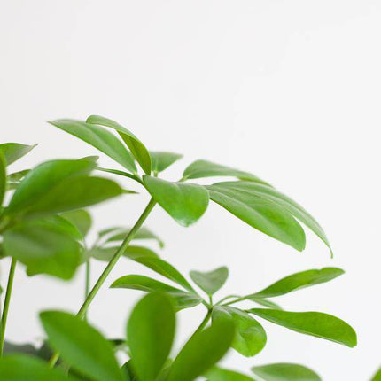 Schefflera Arb Nora – Strahlenaralie – Zimmerpflanze + Topf Viber Grau – ↕70cm – Ø21cm – Kletterpflanze mit auffälligen Handblättern – Pflegeleicht & dekorativ für Innenräume