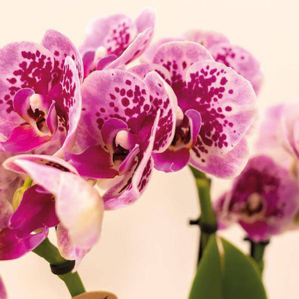 Phalaenopsis Orchideen El Salvador Lila – Zimmerpflanzen – 4 Orchideen – Ø9cm – mit 2-3 Zweigen – edle Orchidee in Diamond-Linie