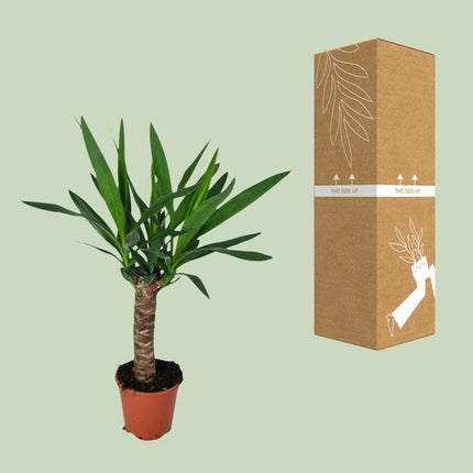 Palmlilie – Yucca – Zimmerpflanze – Ø14cm – ca. 60cm hoch – pflegeleichte Wüstenpflanze – dekorative Yucca Palme mit luftreinigenden Eigenschaften