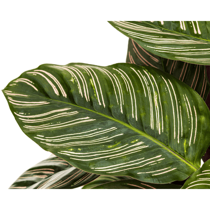 Calathea Ornata Sanderiana – Korbmarante – Zimmerpflanze Ø27cm – ↕60-80cm – Tropische Innenpflanze mit pinken Streifen – Pflegeleicht & dekorativ