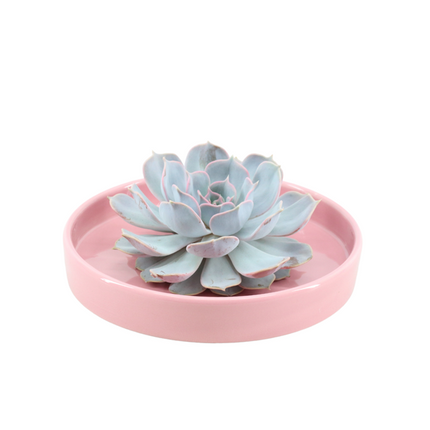 Sukkulente – Echeveria lilacina ROOTLESS – Ø20cm Schale „Rosa“ – Zimmerpflanze ohne Wurzeln – Pflegeleichte Schnitt-Sukkulente als Tischdeko & Geschenkidee