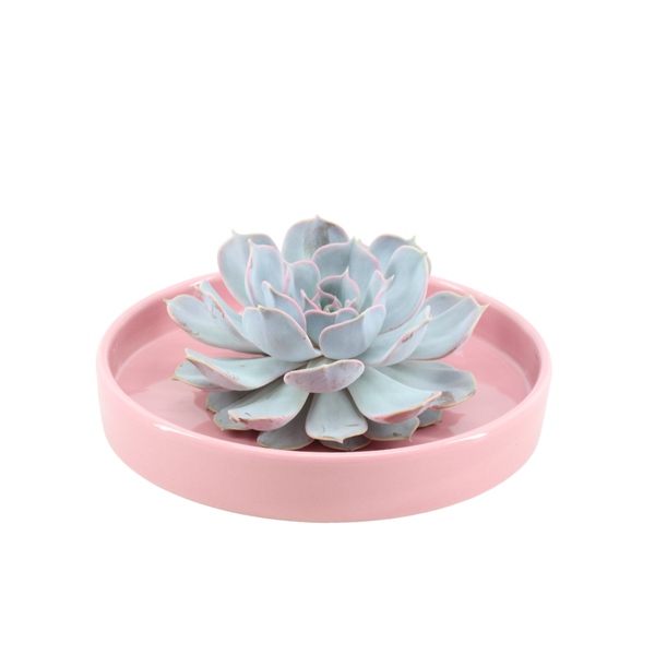 Sukkulente – Echeveria lilacina ROOTLESS – Ø20cm Schale „Rosa“ – Zimmerpflanze ohne Wurzeln – Pflegeleichte Schnitt-Sukkulente als Tischdeko & Geschenkidee