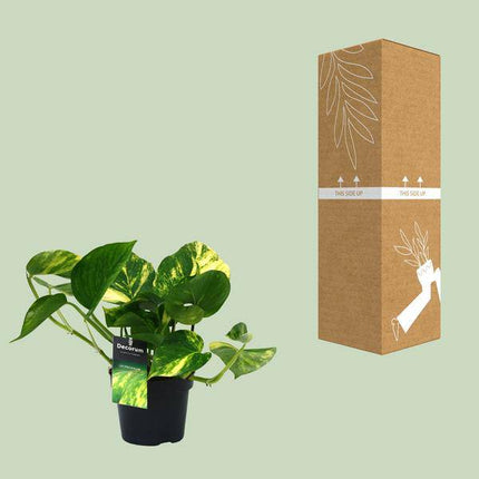 Efeutute Scindapsus Epipremnum Aureum – Ø12cm – ↕25cm – Pflegeleichte Rankpflanze & luftreinigende Zimmerpflanze – Grünpflanze für Wohnzimmer, Büro & Schlafzimmer