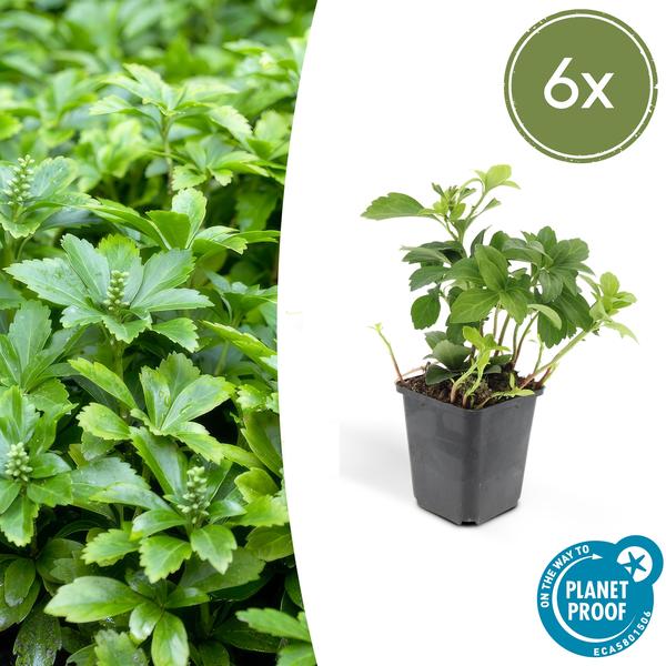 Pachysandra terminalis 'Green Carpet' – 6 Pflanzen – Schattengrün – Immergrüner Bodendecker – Weiße Blüten – Halbschatten – Pflegeleicht – Gartenpflanze
