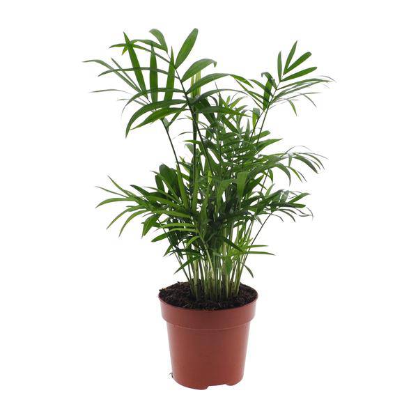 Mexikanische Bergpalme – Chamaedorea Elegans – Ø12cm x H40cm – Pflegeleichte Zwergpalme für Innenräume – Für Halbschatten – Luftreinigende Zimmerpflanze