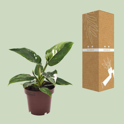 Philodendron White Princess – Baumfreund Zimmerpflanze Ø12cm ↕25cm – pflegeleichte luftreinigende Pflanze mit dekorativen weißen Panaschierungen