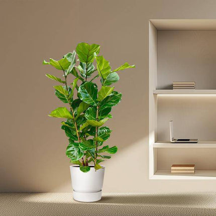 Feigenbaum – Ficus Lyrata Strauch – ca. 165cm hoch – Ø30cm – Geigenfeige als dekorative Zimmerpflanze – XXL Grünpflanze mit großen Blättern – Für Wohnzimmer, Wintergarten & Büro