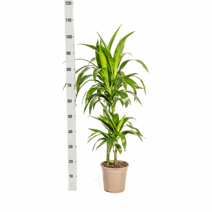 Dracaena Deremensis Lisa – Drachenbaum – Ø19cm – ↕70-90cm – Elegante Zimmerpflanze mit dunkelgrünen Blättern – Pflegeleicht & luftreinigend