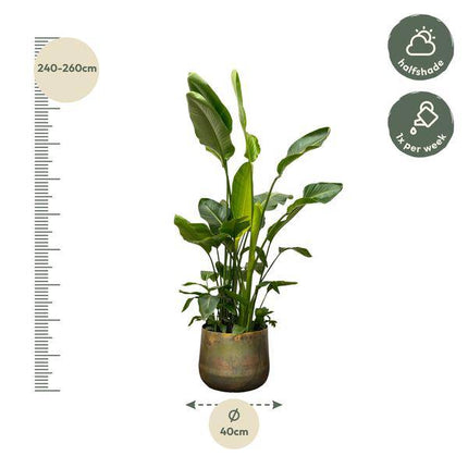 Strelitzia Nicolai – Baumstrelitzie – Zimmerpflanze 250cm – Ø40cm – Weißer Paradiesvogel mit großen grünen Blättern – Exotische tropische Kübelpflanze – Für helle Innenräume & geschützte Außenbereiche