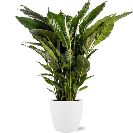 Spathiphyllum Sweet Sebastiano Einblatt – Zimmerpflanze Ø24cm – ca. 110cm hoch – Mit Topf Brüssel Weiß Ø25x23cm – Elegante Friedenslilie – Für hellen bis halbschattigen Standort