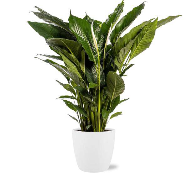 Spathiphyllum Sweet Sebastiano Einblatt – Zimmerpflanze Ø24cm – ca. 110cm hoch – Mit Topf Brüssel Weiß Ø25x23cm – Elegante Friedenslilie – Für hellen bis halbschattigen Standort