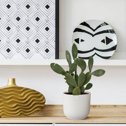 Opuntia Ficus Indica – Feigenkaktus – Große Zimmer- & Gartenpflanze – ↕140cm – Ø50cm – Pflegeleichter Kaktus mit gelben Blüten – Sukkulente für sonnige Standorte