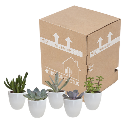 Sukkulenten Mix – 5 Pflanzen– Ø5,5cm Zimmerpflanzen im weißen Glas – Verschiedene Mini-Sukkulenten im Übertopf – Pflegeleichte Pflanzen für Fensterbank, Büro & Wohnzimmer