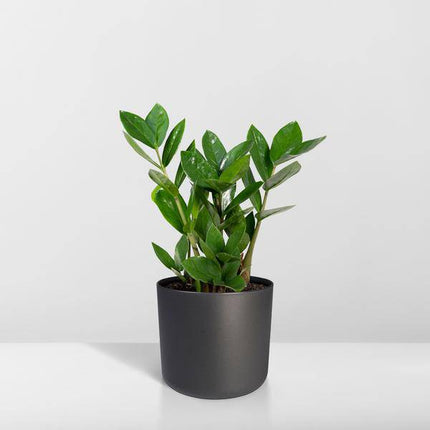 Glücksfeder Zamioculcas – Pflegeleichte Zimmerpflanze – Höhe ca. 35cm – Ø12cm – Immergrün & robust – Für Büro & Wohnung