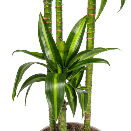 Drachenbaum Dracaena Deremensis Hawaiian Sunshine – Zimmerpflanze – Ø27 cm Topf – Höhe 180 cm – Tropischer Look & pflegeleicht