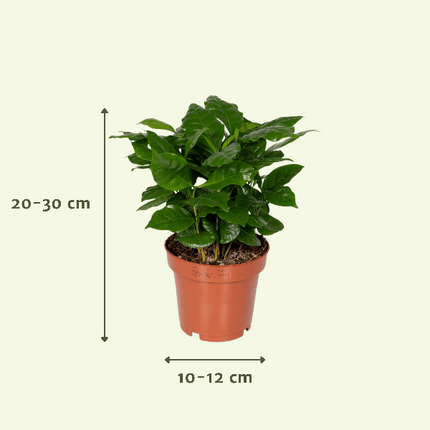 Überraschungsbox Zimmerpflanzen Ø12cm ↕25cm – pflegeleichtes Pflanzen Set für Urban Jungle, Fensterbank, Wohnzimmer & Büro