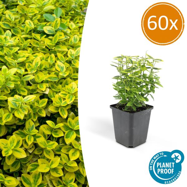 Spindelstrauch Euonymus fortunei 'Emerald 'n Gold' – 60 Pflanzen – ↕10-25cm – Ø9cm – Immergrün – Bodendecker, Hecke & Solitär