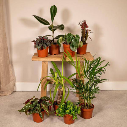 Außenseiterbox – 8 Pflanzen - Ø12cm – Vielfältige Blattstrukturen & Farben – Zimmer- und Gartenpflanzen-Mix – Perfekt für Pflanzenliebhaber