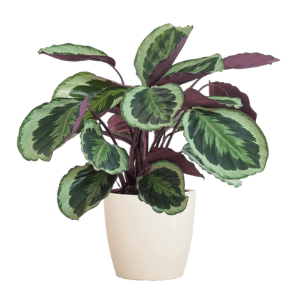 Calathea Medaillon 65cm – Korbmarante Zimmerpflanze Ø21cm im weißen Viber Topf – dekorative tropische Grünpflanze mit gemusterten Blättern