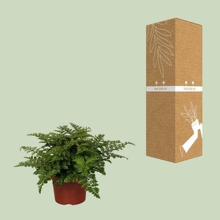 Nestfarn – Asplenium Parvati – Zimmerpflanze – Ø12cm – ↕25cm – dekorativer Farn mit eleganten Wedeln – pflegeleichte Grünpflanze für Innenräume