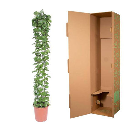 Arabischer Efeu – Cissus rotundifolia – Zimmerpflanze am Gitterrost – ca. 160cm Höhe – Ø27cm – pflegeleichte Kletterpflanze für Innenräume