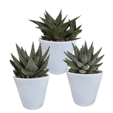Sukkulenten Mix Gasteria & Haworthia – 3 Pflanzen – Ø8,5cm Zimmerpflanzen im weißen Topf – Verschiedene Mini-Sukkulenten – Pflegeleichte Pflanzen für Fensterbank, Büro & Wohnzimmer