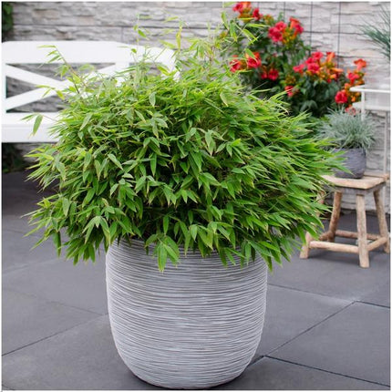 Fargesia murieliae Moontears Boobux – Bambus – immergrün & winterhart – nicht invasiv – Ø29cm – ↕70cm Höhe – ideal für Garten, Terrasse & Hecken