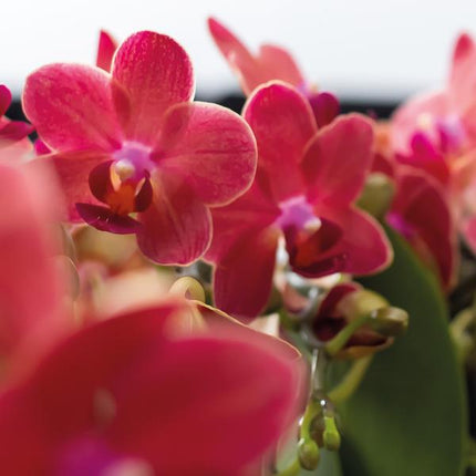 Rote Phalaenopsis Orchideen Zimmerpflanze Ø9cm – blühende Orchidee für Wohnzimmer, Büro & helle Standorte kaufen