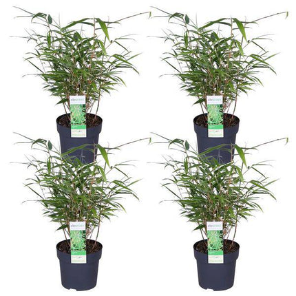 Schirmbambus Fargesia rufa – 4 Pflanzen – ca. 40cm hoch Ø14cm – Kompakter, horstbildender Bambus – Winterhart & pflegeleicht – Für Garten, Balkon & Teichrand