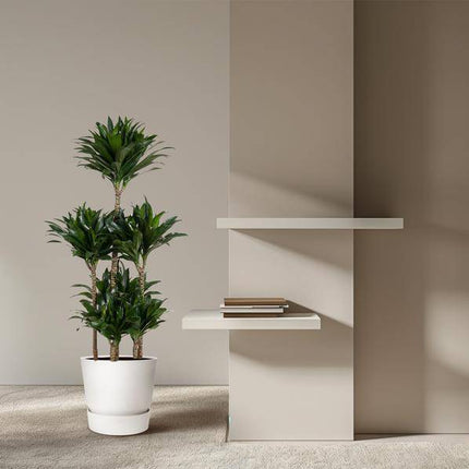 Drachenbaum – Dracaena Compacta Karussell 130cm – Ø31cm – Zimmerpflanze mit dunkelgrünen glänzenden Blättern – Robuste pflegeleichte Grünpflanze für Wohnzimmer, Büro & Wintergarten