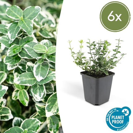 Kletter – Spindelstrauch Euonymus fortunei 'Emerald 'n Gaiety' – 6 Pflanzen – ↕10-25cm – Ø9cm – Winterhart & pflegeleicht
