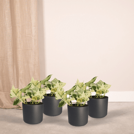 Efeutute – Epipremnum Happy Leaf (Scindapsus) – 4 Pflanzen– Ø12cm – Höhe ca. 15cm – Pflegeleichte Zimmerpflanzen mit hellgrünen Blättern & gelben Flecken – Kletter- & Hängepflanzen