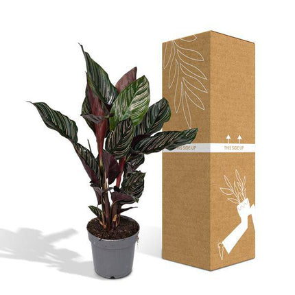 Korbmarante Calathea Ornata – Zimmerpflanze Ø14cm ca. 50cm hoch – Exotische Blattzeichnung – Pflegeleichte Zimmerpflanze für Zuhause & Büro