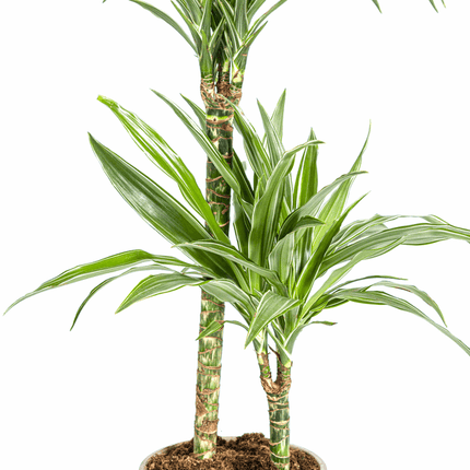 Dracaena Deremensis White Stripe – Drachenbaum – Ø19cm – ↕70-90cm – Elegante Zimmerpflanze mit weißen Blattstreifen – Pflegeleicht & luftreinigend