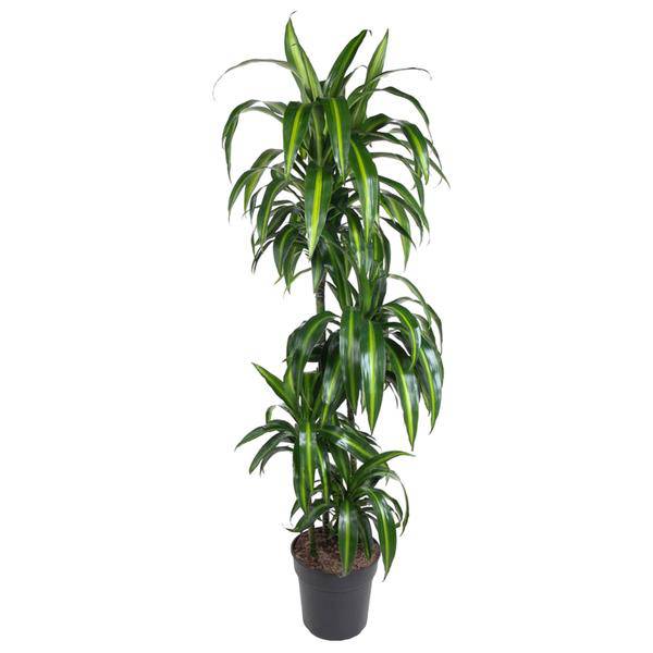 Drachenbaum – Dracaena Hawaiiana 180cm – Ø24cm – Elegante Zimmerpflanze mit hellgrünen glänzenden Blättern – Pflegeleichte Grünpflanze für Wohnzimmer, Büro & Wintergarten