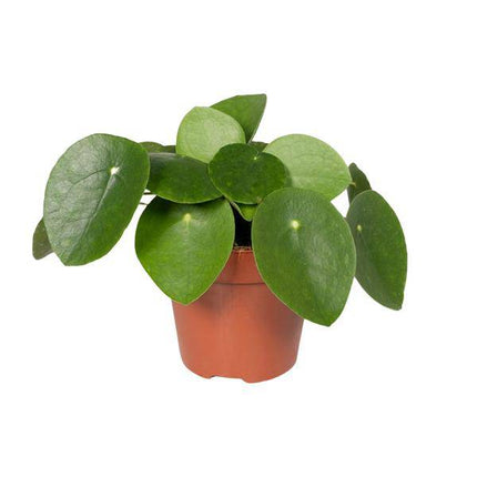 Chinesischer Geldbaum – Pilea Peperomiodes (Aluminium-Pflanze) – Zimmerpflanze – Ø12 cm – 20 cm hoch – Halbschatten – Luftreinigend – Pflegeleicht