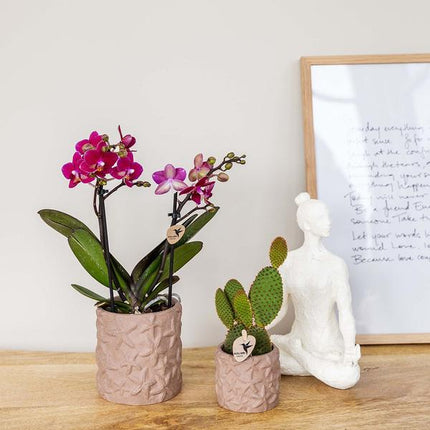 Sternchen Fisch Dekotopf Sand Ø9cm – Blumentopf mit Seestern-Motiv – dekorativer Pflanzentopf für Zimmerpflanzen