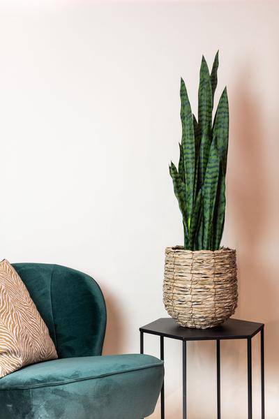 Kunstpflanze Sansevieria Black Coral – Frauenzunge – 97cm – Hochwertige künstliche Pflanze mit naturgetreuen dunkelgrünen Blättern – Immergrüne Dekopflanze für Wohnzimmer, Büro & Innenräume – Pflegefrei & langlebig