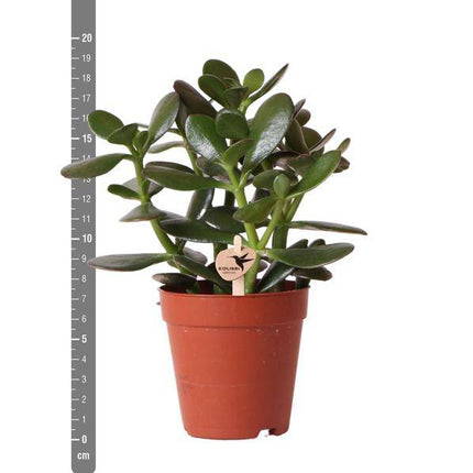 Sukkulente Crassula Ovata – Ø9cm – Robuste Zimmerpflanze mit glänzenden Blättern – Pflegeleicht & dekorativ – Für Wohnzimmer, Büro & Bad