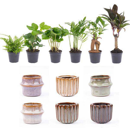 Zimmerpflanzen Set mit 6 Pflanzen + Keramik – Topfset Barcelona – kompakt & stilvoll – Palme